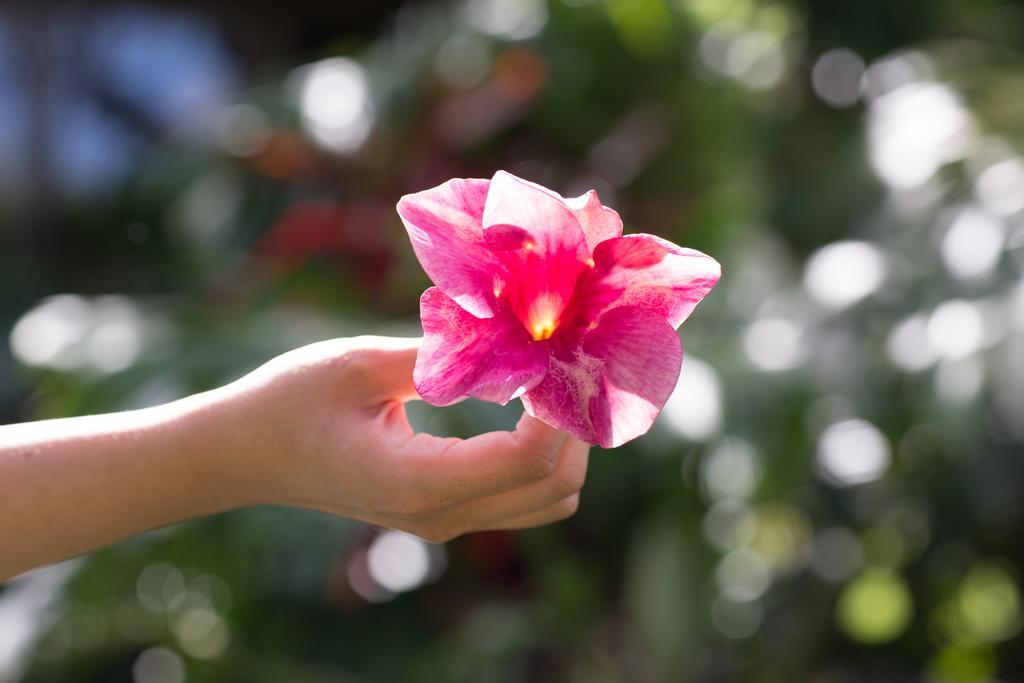 Makawao Lumeria Maui, Educational Retreat Center מראה חיצוני תמונה